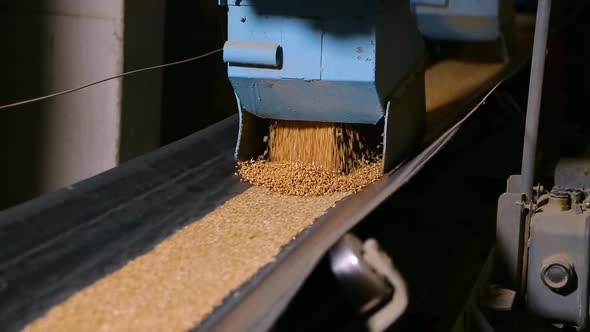 Grain Moves Along the Conveyor Belt