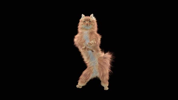 Cat Dancing HD