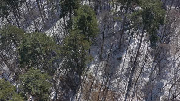 Ascending on trees in the coniferous forest 4K drone footage