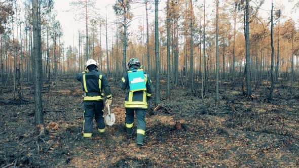 Burntout Forest with Male Firefighters Crossing It