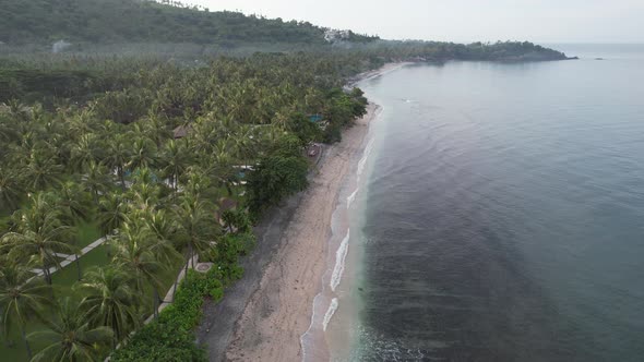 Coconut tree and beach
