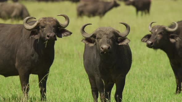 Cape buffalos in Africa