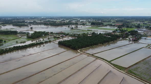 Aerial fly over flood paddy field