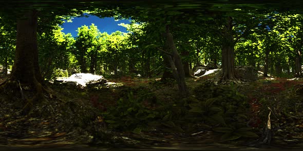 VR360 View of Morning Green Forest