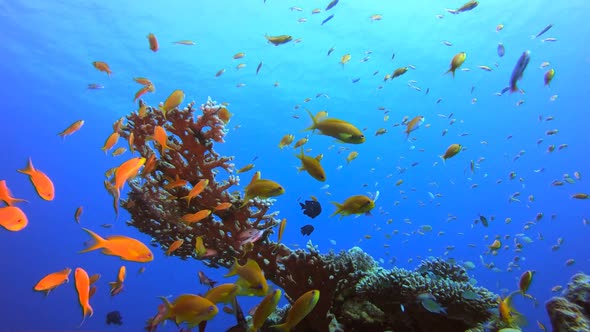 Reef Coral Garden Underwater