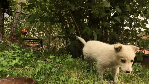 Slow motion of white little  dog outdoor scene 1920X1080 HD footage - Close-up of cute puppy while d