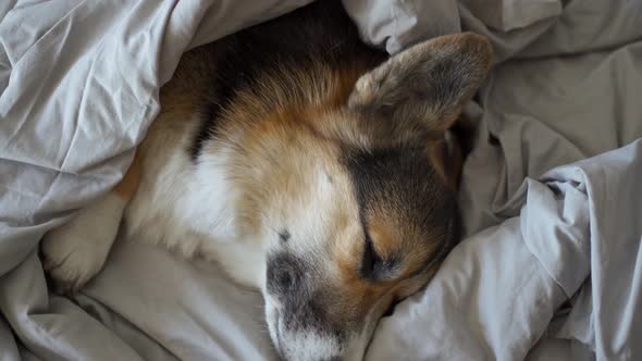 Cute Dog Welsh Corgi is Sleeping in Bed Lazy Morning Wake Up Concept