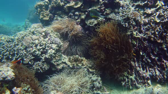 Coral Reef and Tropical Fish. Camiguin, Philippines