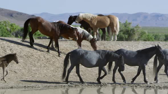 Panning view following horses walk around water hole