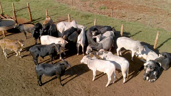 Livestock in confinement, oxen, cows, aerial view in cloudy day