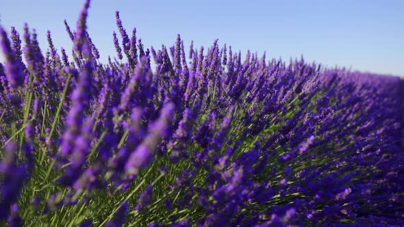 Lavender field at sunset, close up