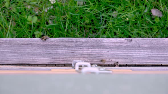 Bees entering and exiting a beehive. Camera was positioned on top (part 2 of 2)