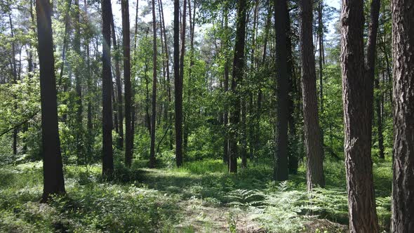 Beautiful Green Forest on a Summer Day Slow Motion