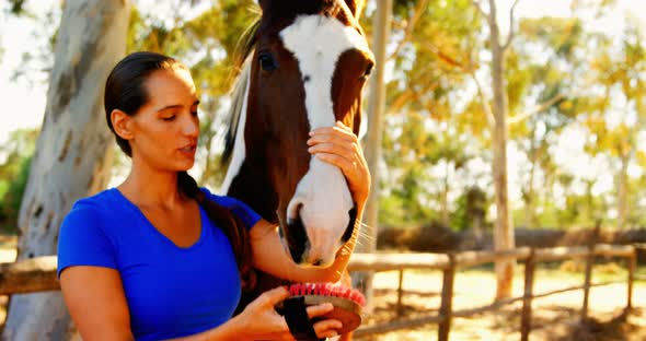 Woman grooming the horse in ranch 4k