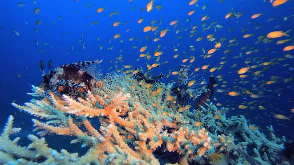 Lionfish Underwater Scene
