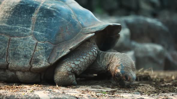 Galapagos Tortoise Feeding On Loose Vegetation. Low Angle, Follow Shot