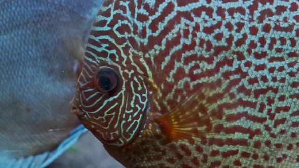 Symphysodon Discus Fish Swiming in Aquarium