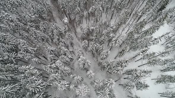 Winterland, fly over fir tree in the snowstorm. Cold, carpatian.