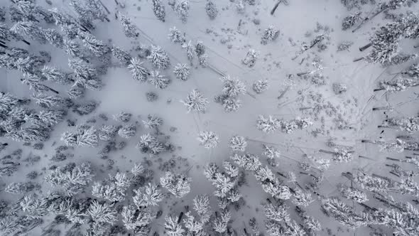 Aerial of a dense forest covered in snow and ice
