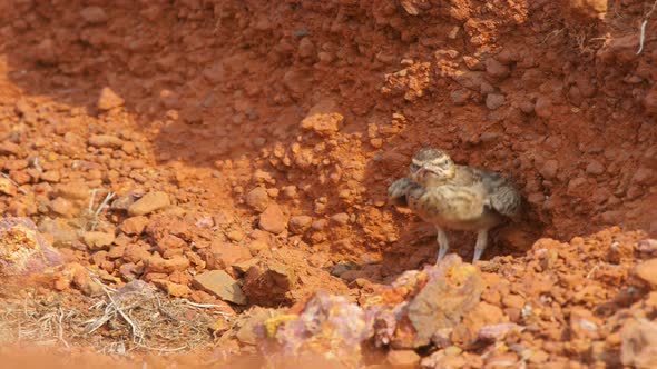 A Malabar Crested Lark chick is sitting in the nest waiting for its parents to come and feed it as i