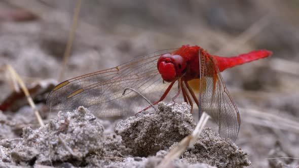 Red Dragonfly Macro. Dragonfly Sitting on the Sand at a Branch of the River.