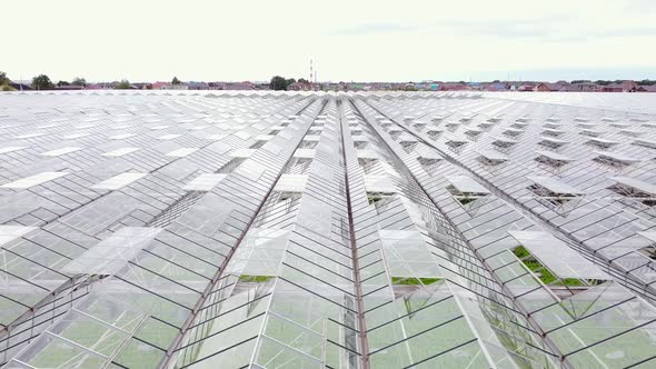 Aerial View Greenhouse Plantation with Greenery