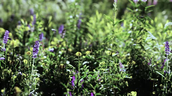 Wild Meadow with Blooming Wildflowers in Soft Early Morning or Sunset Sunlight