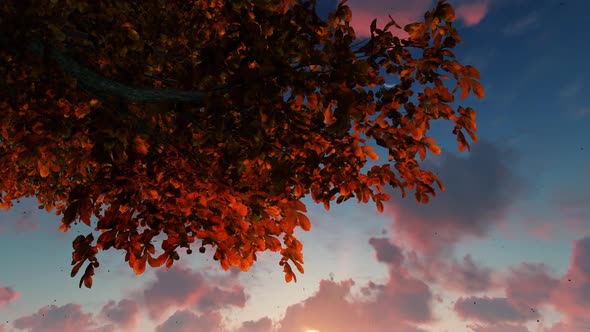 Autumn and Tree