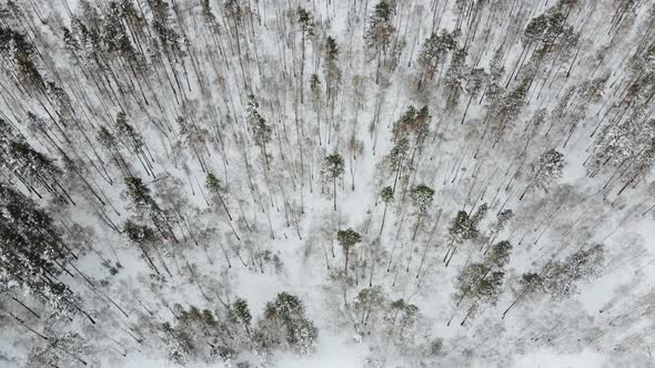 Winter Nordic Landscape Snowy Northern Forest with a Lot of Snow