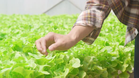 Asia guy farmer harvesting green oak from hydroponics vegetable farm in greenhouse garden.