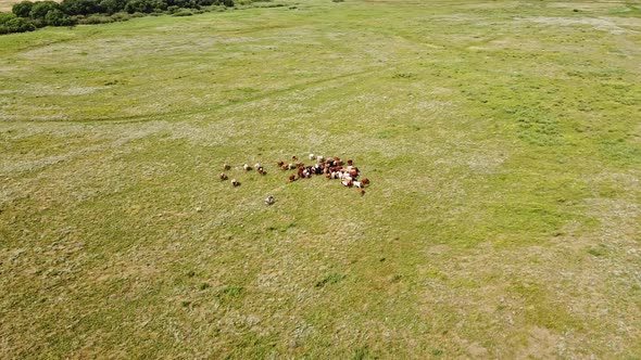 Aerial View. A Herd of Cows Graze on a Wide Green Valley. Eco Friendly Farming