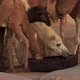 Drinking Camels Shake Their Heads Comically - VideoHive Item for Sale