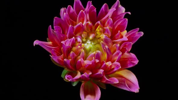 Time Lapse Dahlia Flower Opening