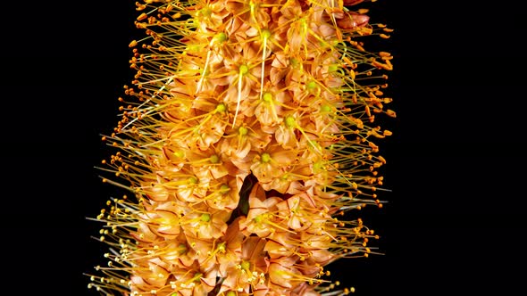 Orange Flower Eremurus Blooming in Time Lapse on a Black Background