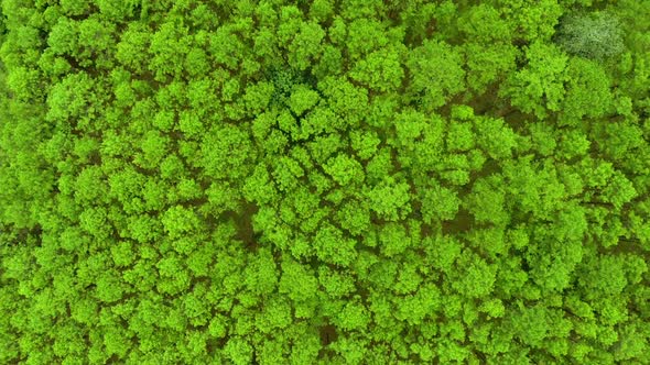 Top View of Pine Trees Forest