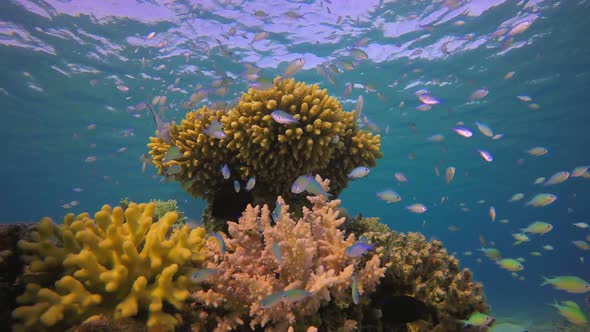 Tropical Blue Green Fish and Sea Surface