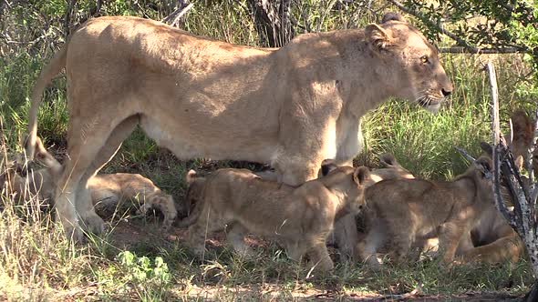 Close view of lioness standing on grass as cubs move around her legs