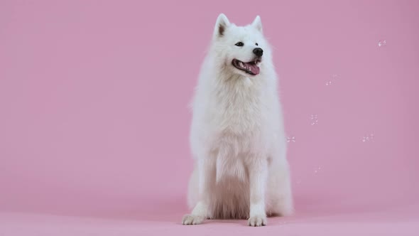 Frontal Portrait of a Snow White Samoyed Spitz in the Studio on a Pink Background