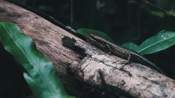 African Lizard Sits on a Log in the Rainforest Zanzibar Trachylepis Striata