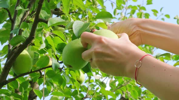 Harvesting Ripe Pears From Tree Closeup