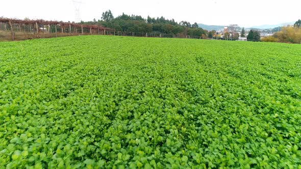 Flying over Farmers Fields