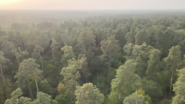 Aerial View of a Green Forest on a Summer Day