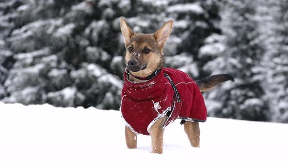 Dogs happily frolic in winter nature