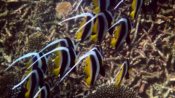 Undersea View of School of Longfin Bannerfish in Beautiful Coral Reefs in Thailand