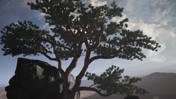 Pine Tree Desert