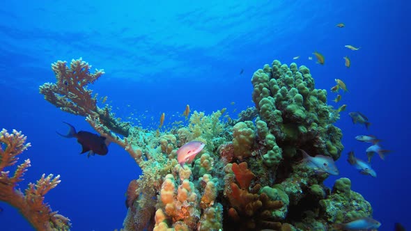 Colourful Tropical Fish and Corals