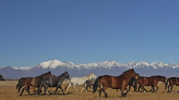 Walking Running Horse