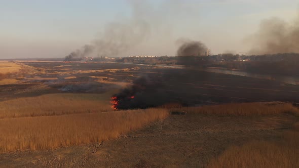 Burning dry reeds on the river bank