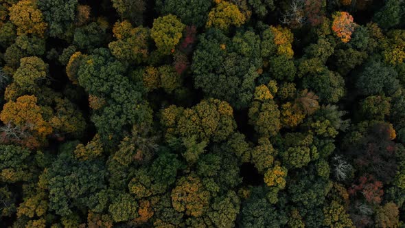 Drone flight over fall forest in Canada. Autumn leaves and trees. Orange, Red, Yellow and Green beau