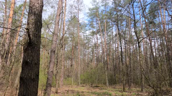 Small Road in the Forest During the Day